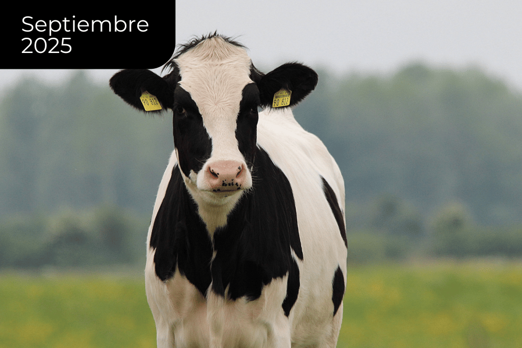 Carne bovina: con relativa estabilidad, pero en precios elevados