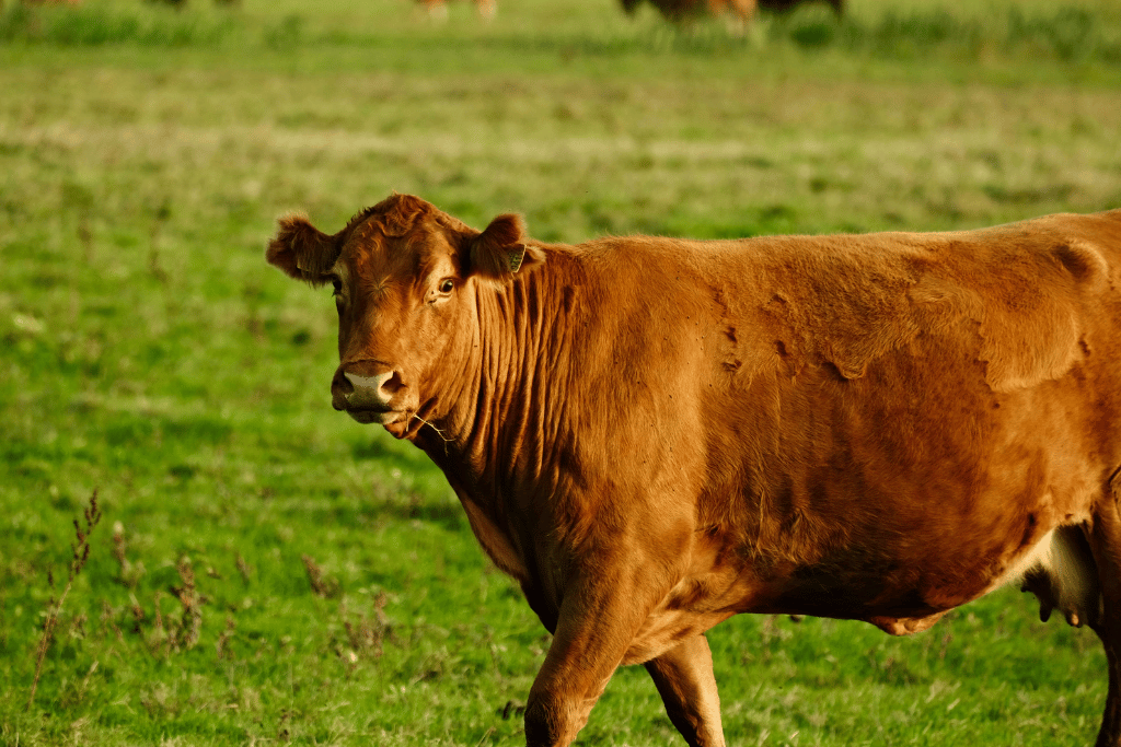 ¿Alcanza con buenos precios para que la ganadería despegue?