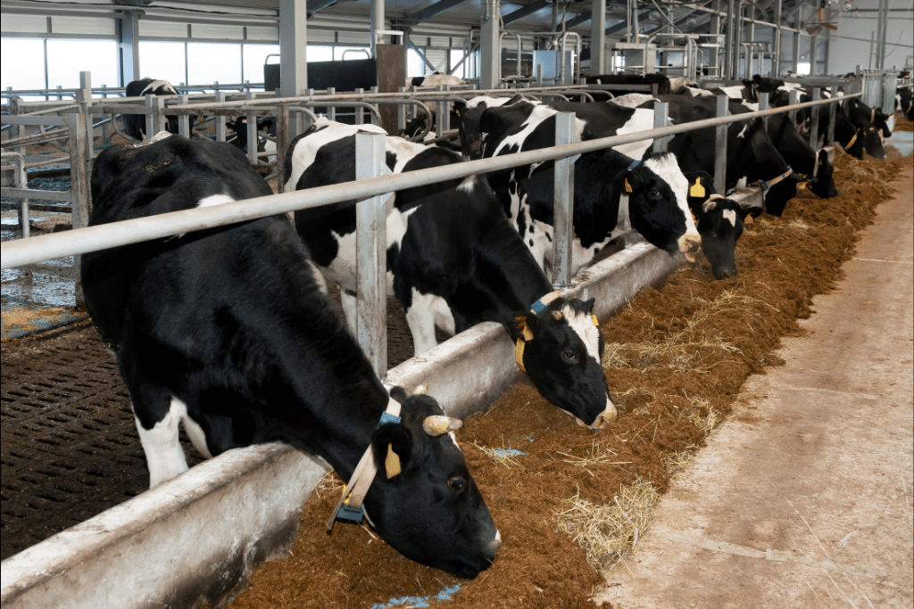 Más leche, menor rentabilidad y mayor tensión financiera en los tambos
